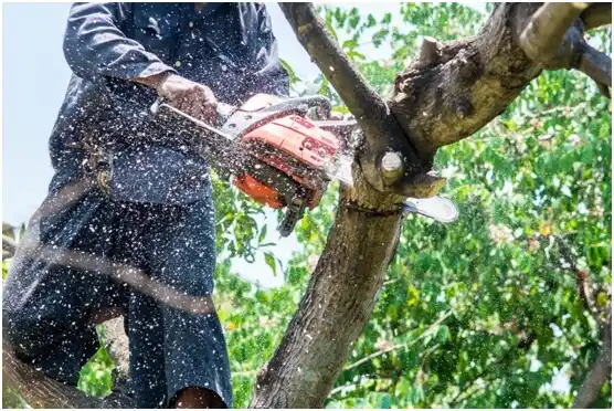 tree services Stetsonville